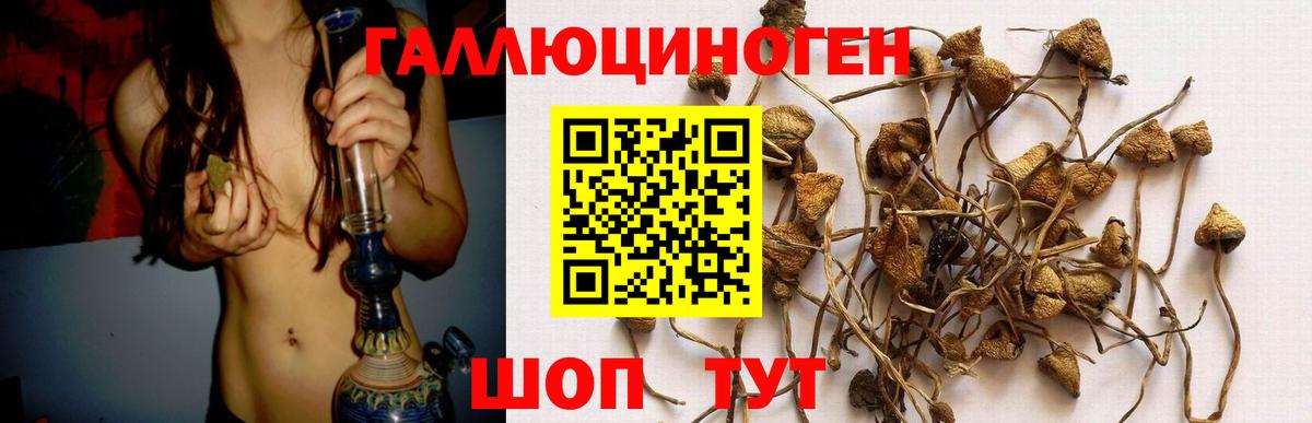 Галлюциногенные грибы Psilocybe Скопин